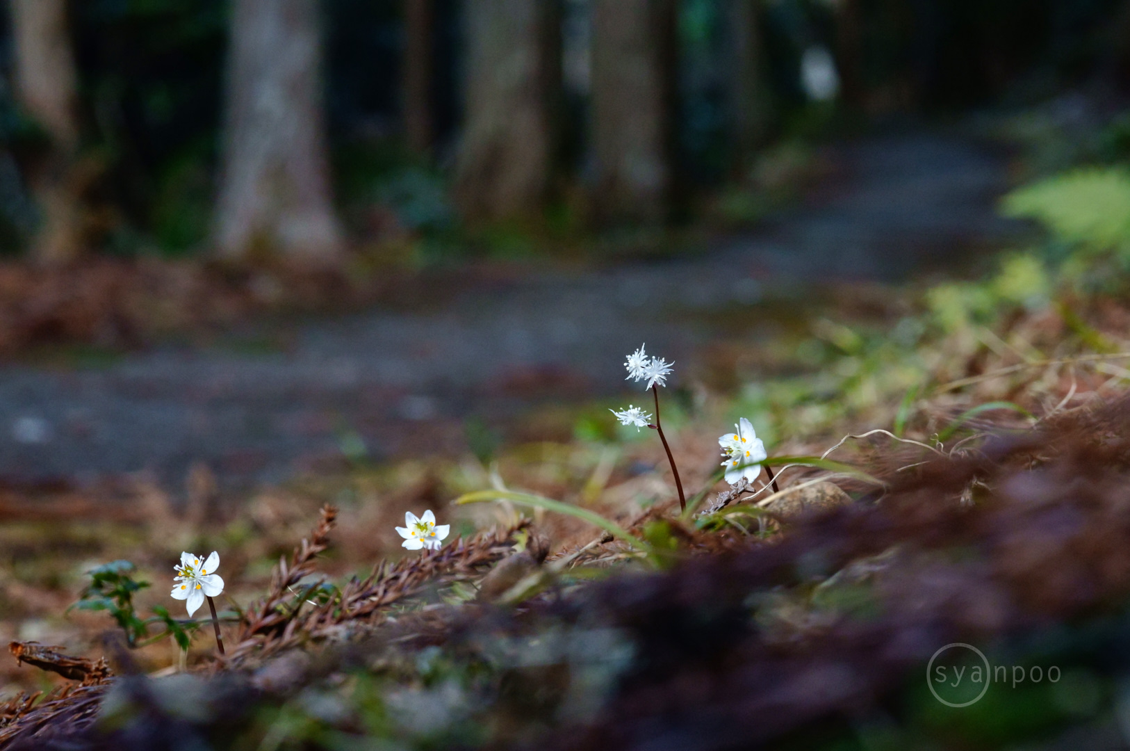 https://www.yaotomi.co.jp/blog/walk/SDIM3716%2C100%20mm%2CF13%2Ciso5000%28JPEG%29.jpg