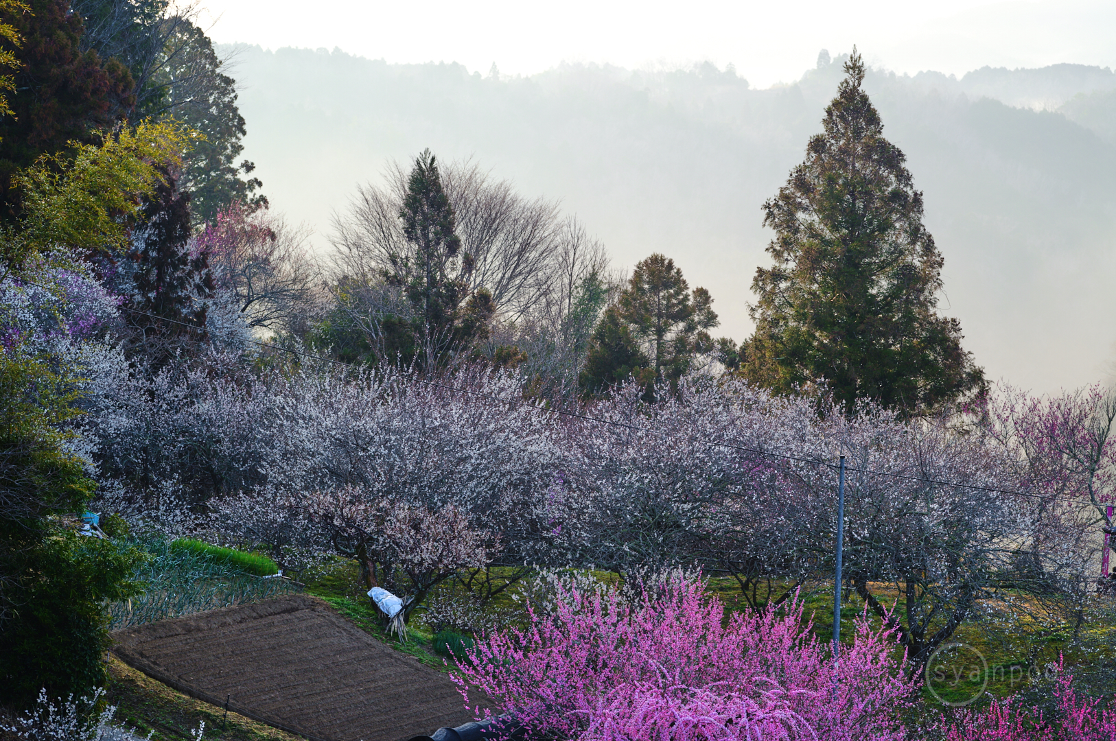 https://www.yaotomi.co.jp/blog/walk/SDIM4016%2C105%20mm%2CF3.2%2Ciso100%28JPEG%29.jpg