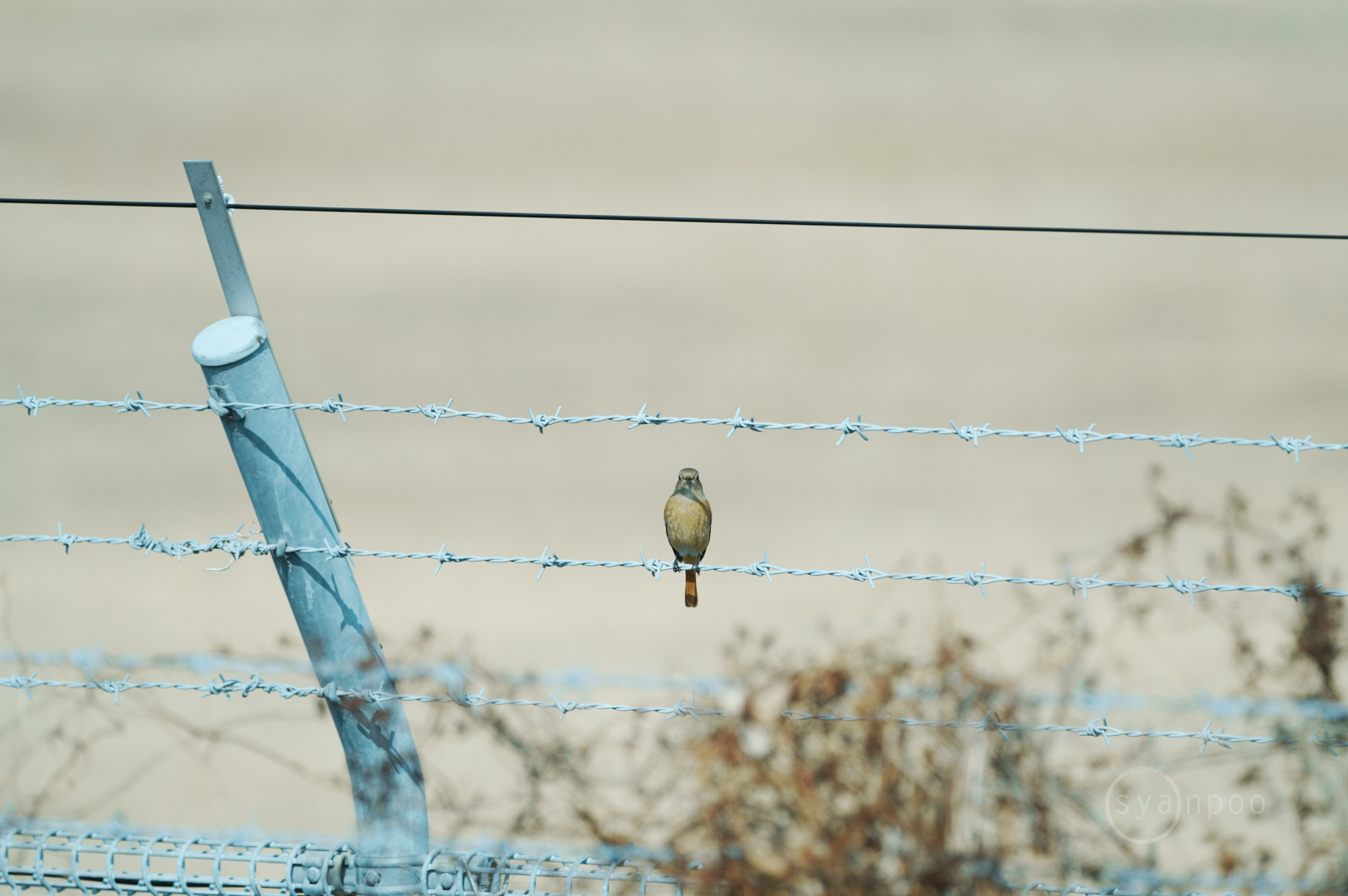 https://www.yaotomi.co.jp/blog/walk/SDIM4257%2C500%20mm%2CF7.1%2Ciso400%28JPEG%29.jpg