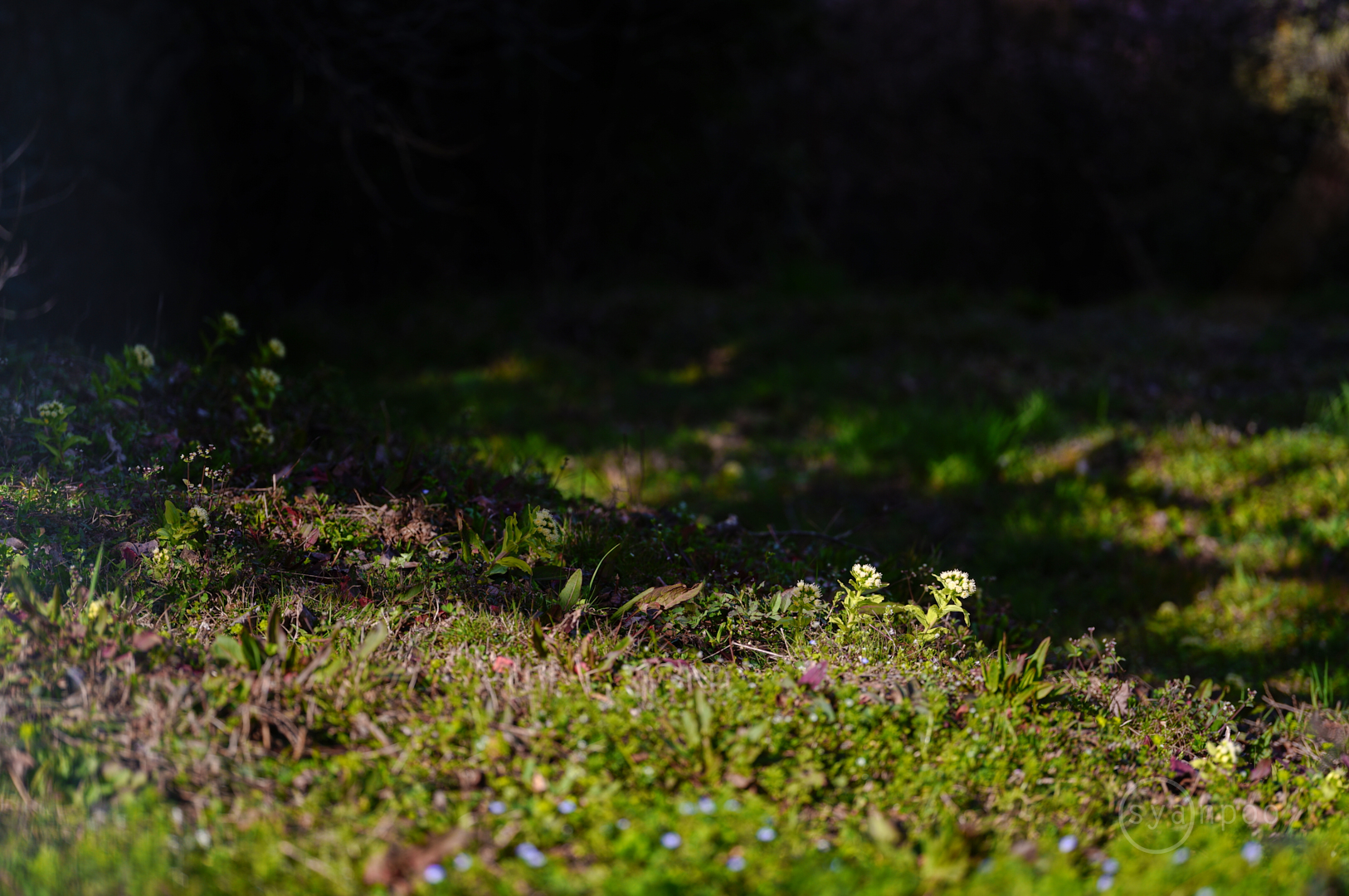 https://www.yaotomi.co.jp/blog/walk/SDIM4332%2C105%20mm%2CF2.8%2Ciso100%28JPEG%29.jpg