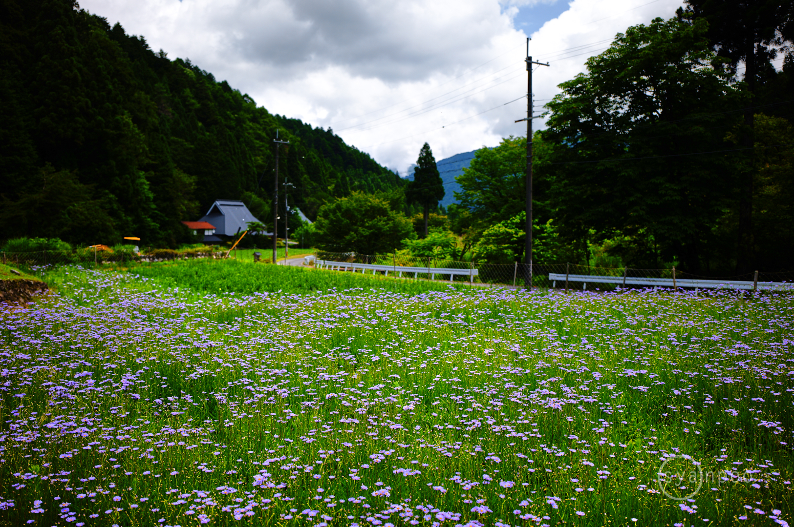 https://www.yaotomi.co.jp/blog/walk/SDIM4385%2C28%20mm%2CF1.8%2Ciso100%28JPEG%29.jpg