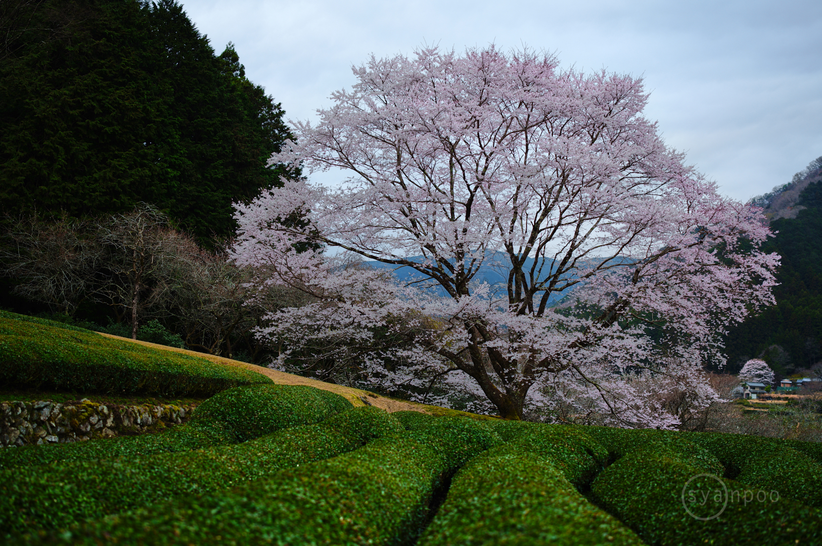 https://www.yaotomi.co.jp/blog/walk/SDIM4482%2C50%20mm%2CF1.8%2Ciso100%28JPEG%29.jpg