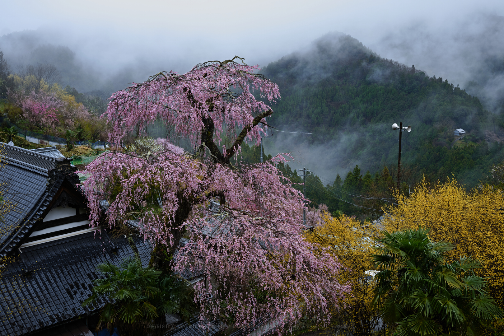 https://www.yaotomi.co.jp/blog/walk/SDIM4636_2020yaotomi.jpg