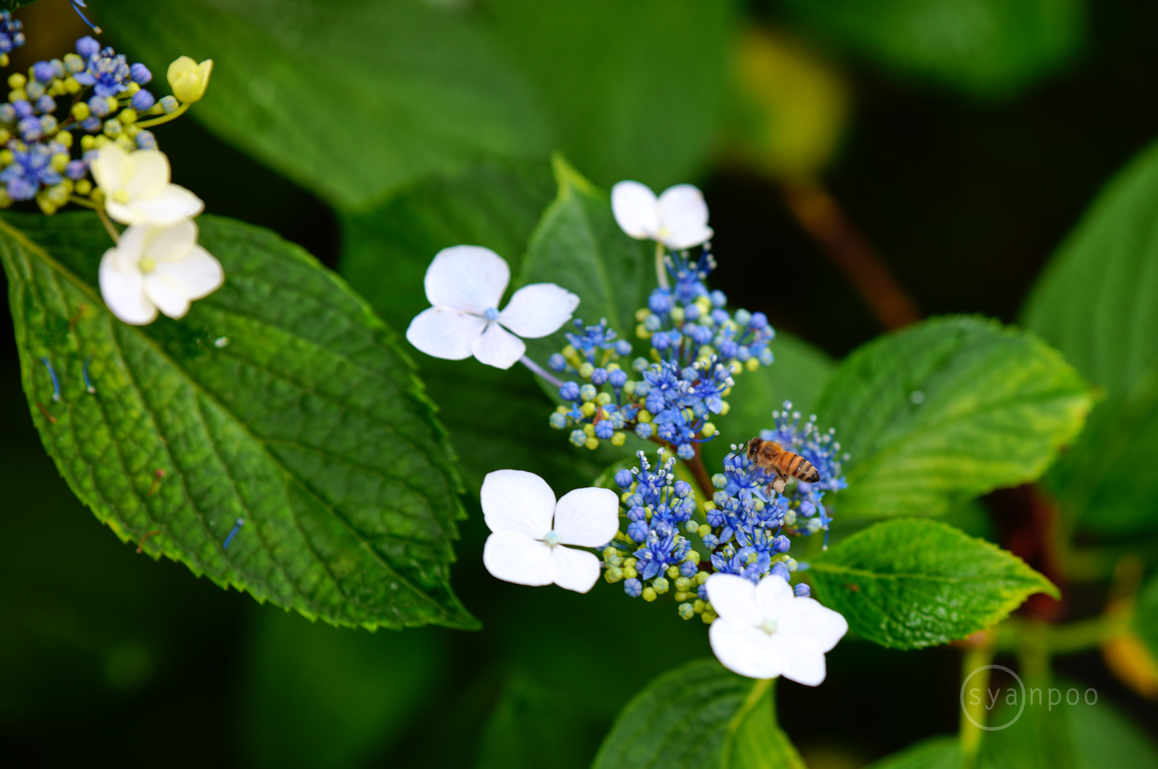 https://www.yaotomi.co.jp/blog/walk/SDIM4641%2C85%20mm%2CF2.8%2Ciso200%28JPEG%29.jpg