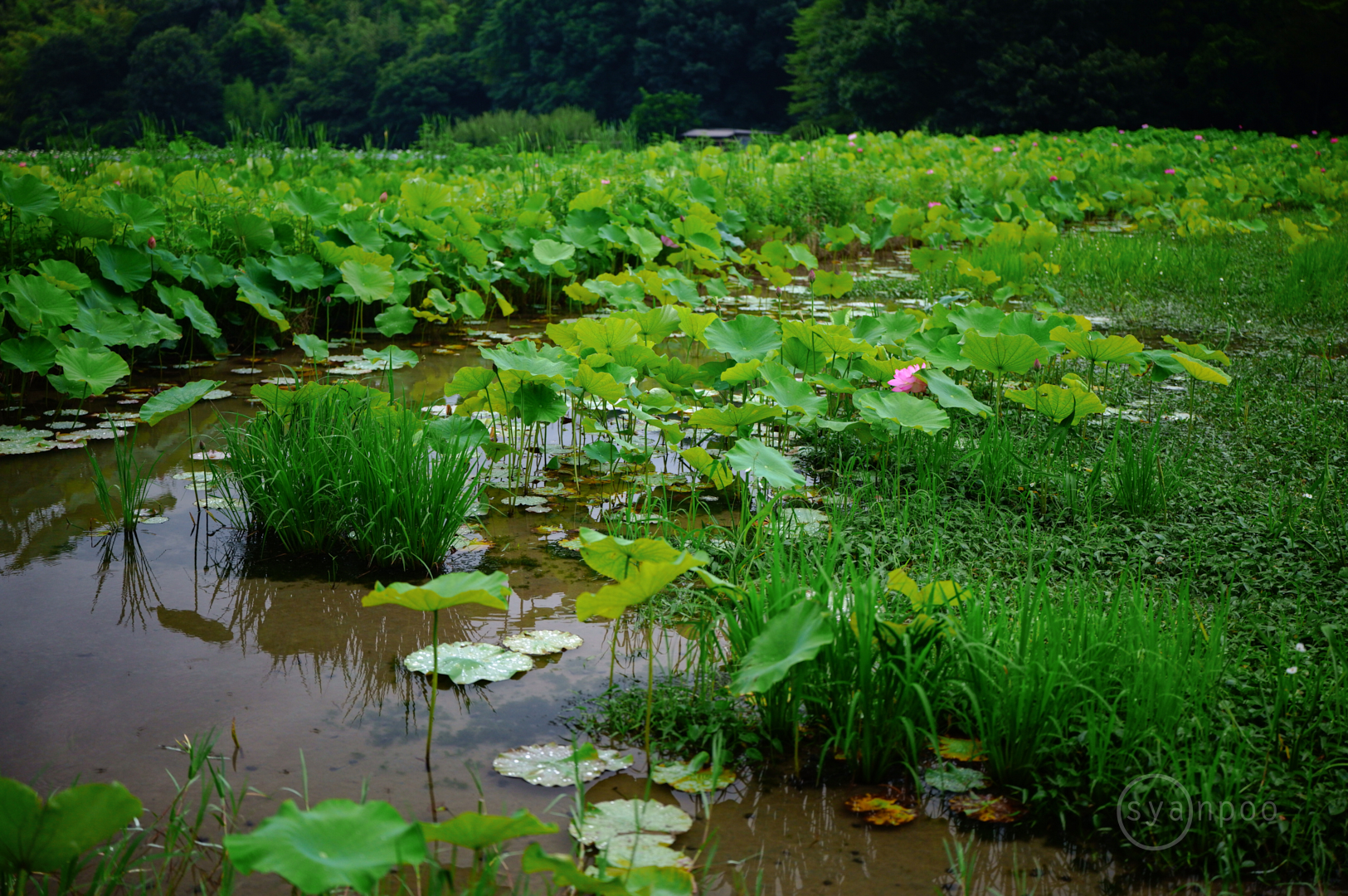 https://www.yaotomi.co.jp/blog/walk/SDIM4684%2C45%20mm%2CF1.8%2Ciso800%28JPEG%29.jpg