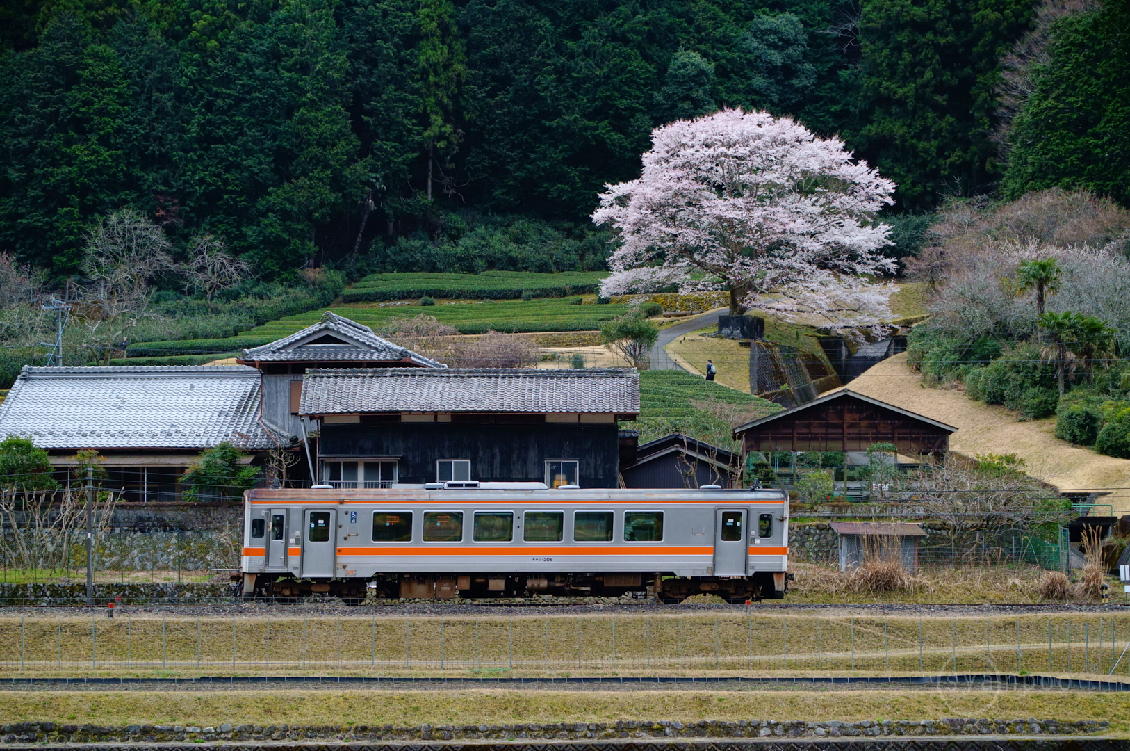 https://www.yaotomi.co.jp/blog/walk/SDIM4719%2C101%20mm%2CF5.5%2Ciso3200%28JPEG%29.jpg