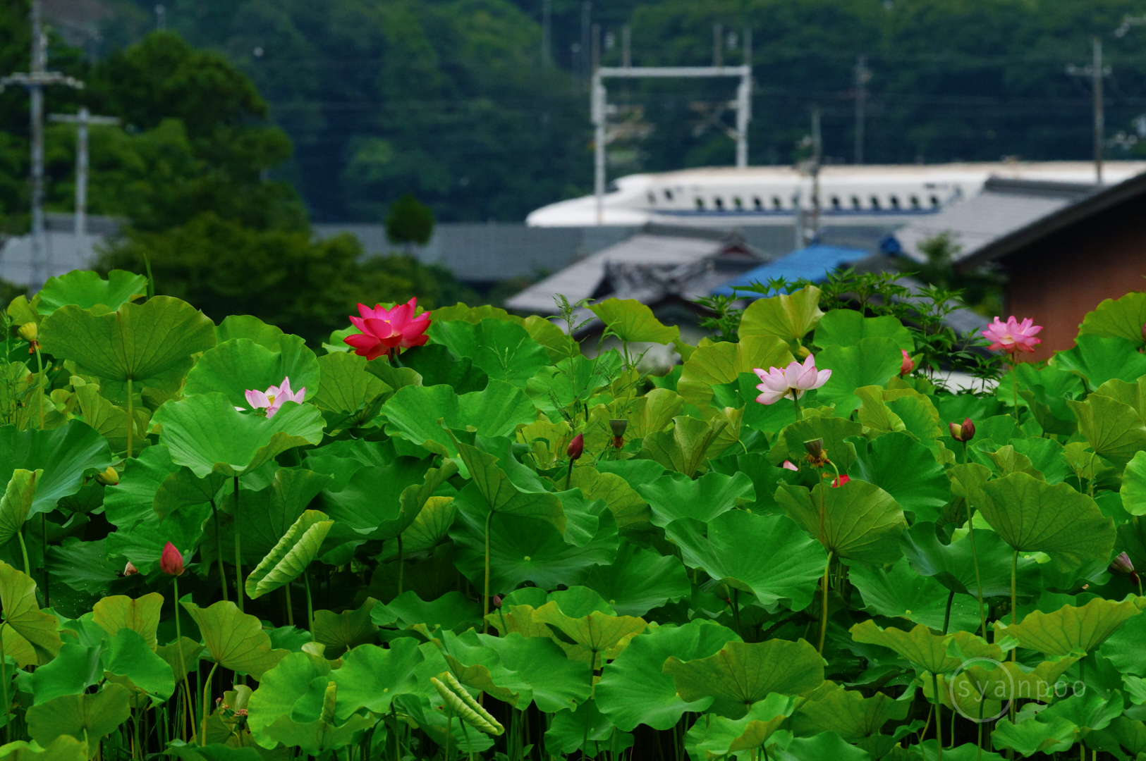 https://www.yaotomi.co.jp/blog/walk/SDIM4735%2C500%20mm%2CF16%2Ciso3200%28JPEG%29%201.jpg