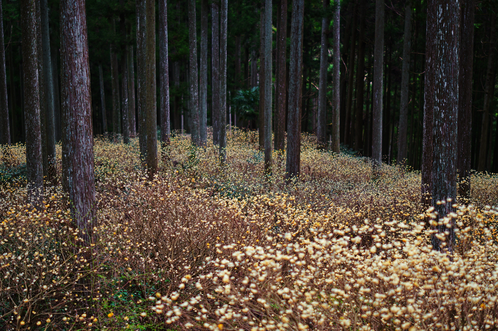 https://www.yaotomi.co.jp/blog/walk/SDIM4897%2C50%20mm%2CF1.4%2Ciso100%28JPEG%29.jpg