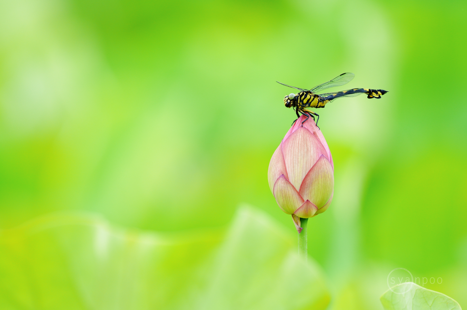 https://www.yaotomi.co.jp/blog/walk/SDIM4952%2C500%20mm%2CF7.1%2Ciso500%28JPEG%29.jpg