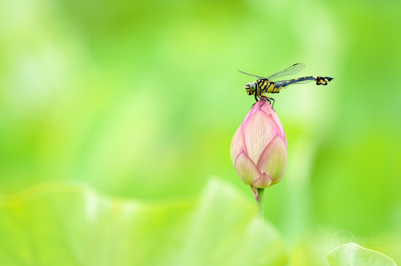 https://www.yaotomi.co.jp/blog/walk/SDIM4954%2C500%20mm%2CF7.1%2Ciso800%28JPEG%29.jpg