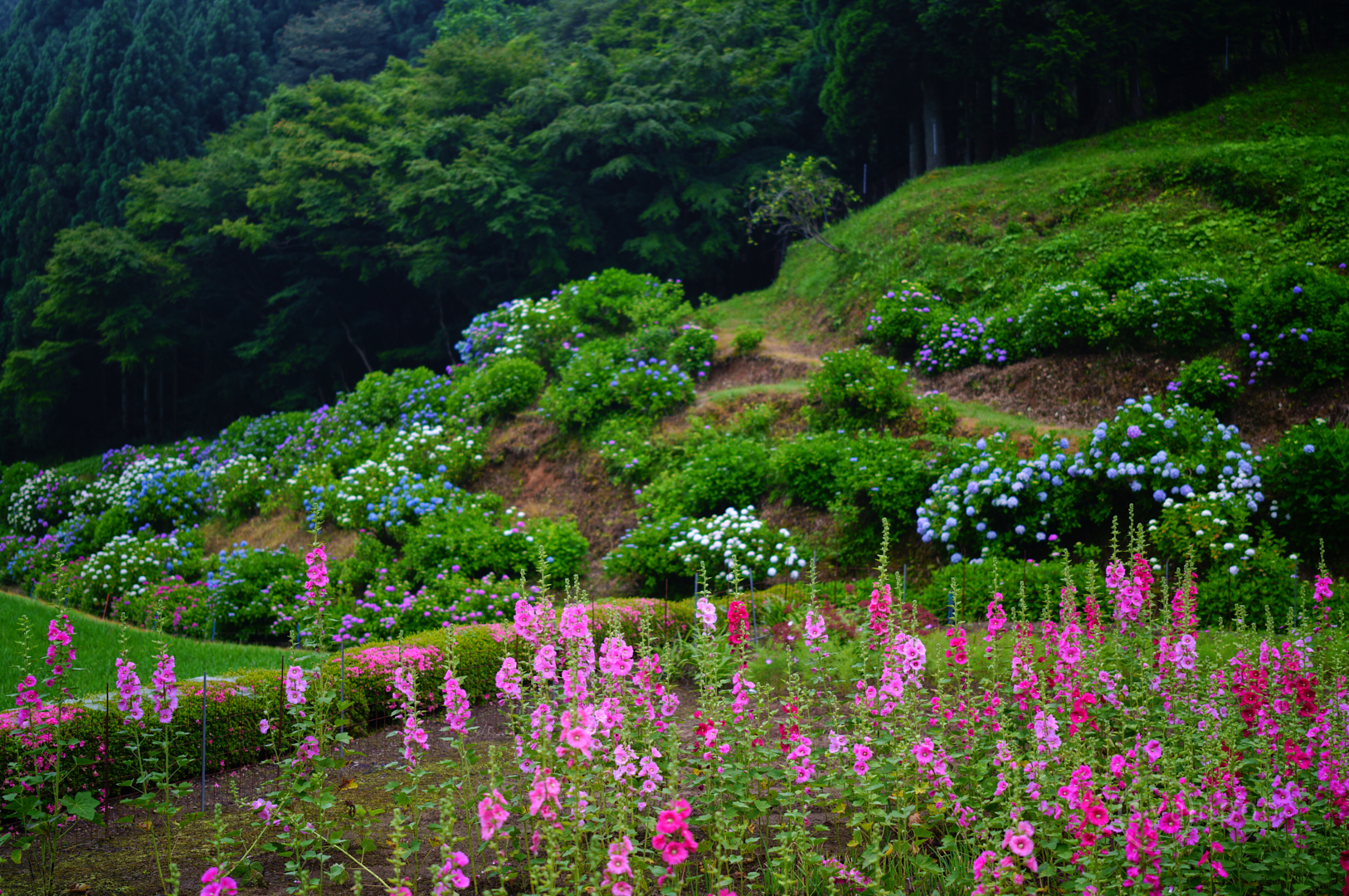 https://www.yaotomi.co.jp/blog/walk/SDIM5092%2C50%20mm%2CF1.4%2Ciso100%28JPEG%29.jpg