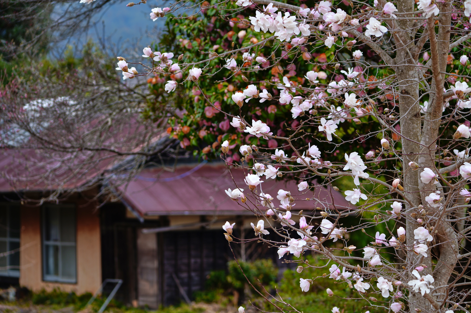 https://www.yaotomi.co.jp/blog/walk/SDIM5124%2C133%20mm%2CF5.2%2Ciso100%28JPEG%29.jpg