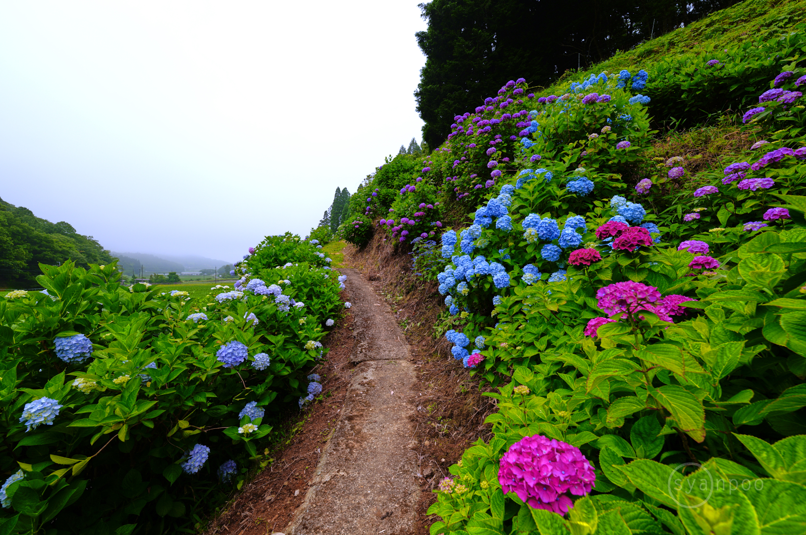 https://www.yaotomi.co.jp/blog/walk/SDIM5138%2C14%20mm%2CF8%2Ciso100%28JPEG%29.jpg