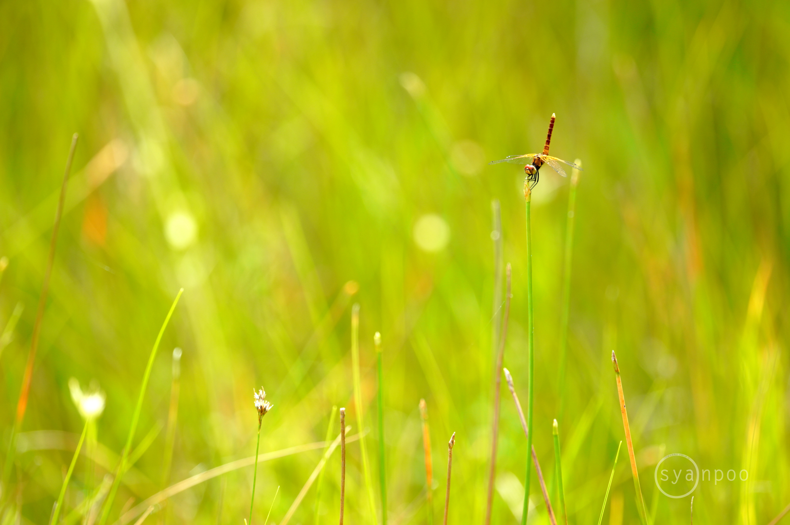 https://www.yaotomi.co.jp/blog/walk/SDIM5185%2C500%20mm%2CF6.3%2Ciso640%28JPEG%29.jpg