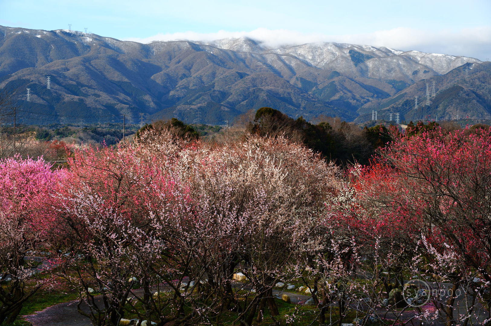 https://www.yaotomi.co.jp/blog/walk/SDIM5196%2C37%20mm%2CF6.3%2Ciso100%28JPEG%29.jpg