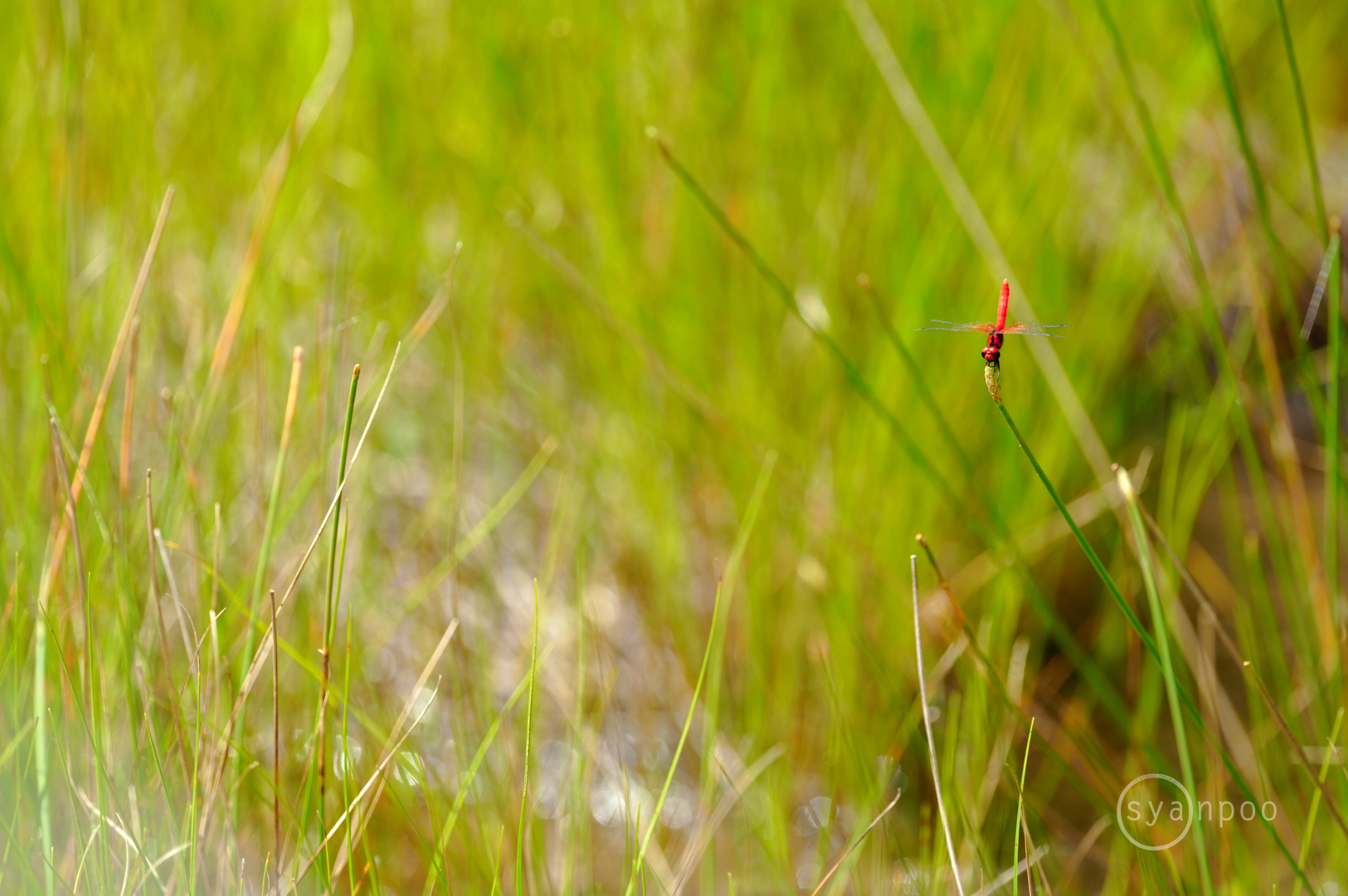 https://www.yaotomi.co.jp/blog/walk/SDIM5219%2C500%20mm%2CF6.3%2Ciso800%28JPEG%29.jpg