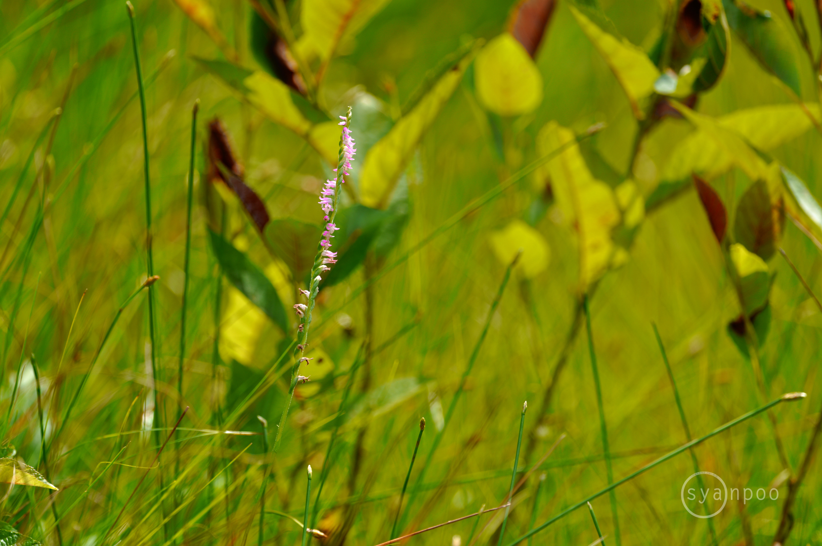 https://www.yaotomi.co.jp/blog/walk/SDIM5225%2C500%20mm%2CF6.3%2Ciso125%28JPEG%29.jpg