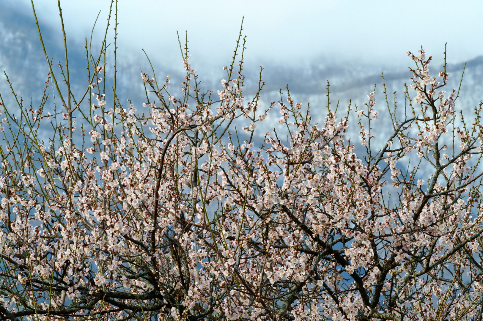 https://www.yaotomi.co.jp/blog/walk/SDIM5246%2C500%20mm%2CF32%2Ciso5000%28JPEG%29.jpg