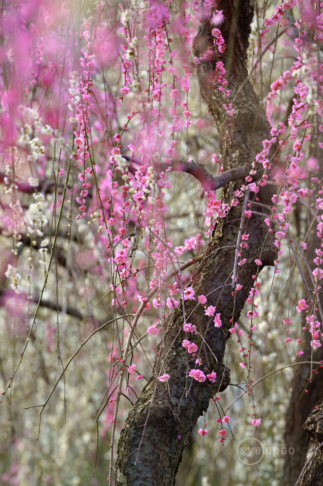 https://www.yaotomi.co.jp/blog/walk/SDIM5279%2C500%20mm%2CF10%2Ciso1600%28JPEG%29.jpg