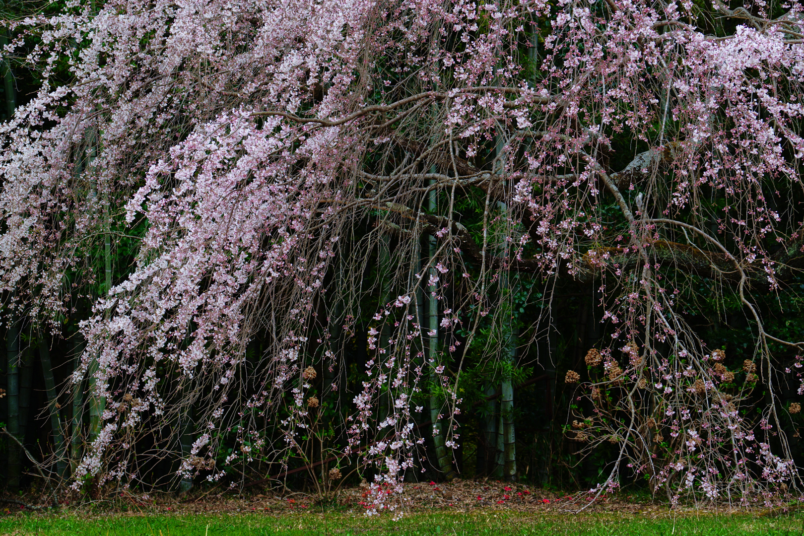 https://www.yaotomi.co.jp/blog/walk/SDIM5341%2C154%20mm%2CF7.1%2Ciso250%28JPEG%29.jpg