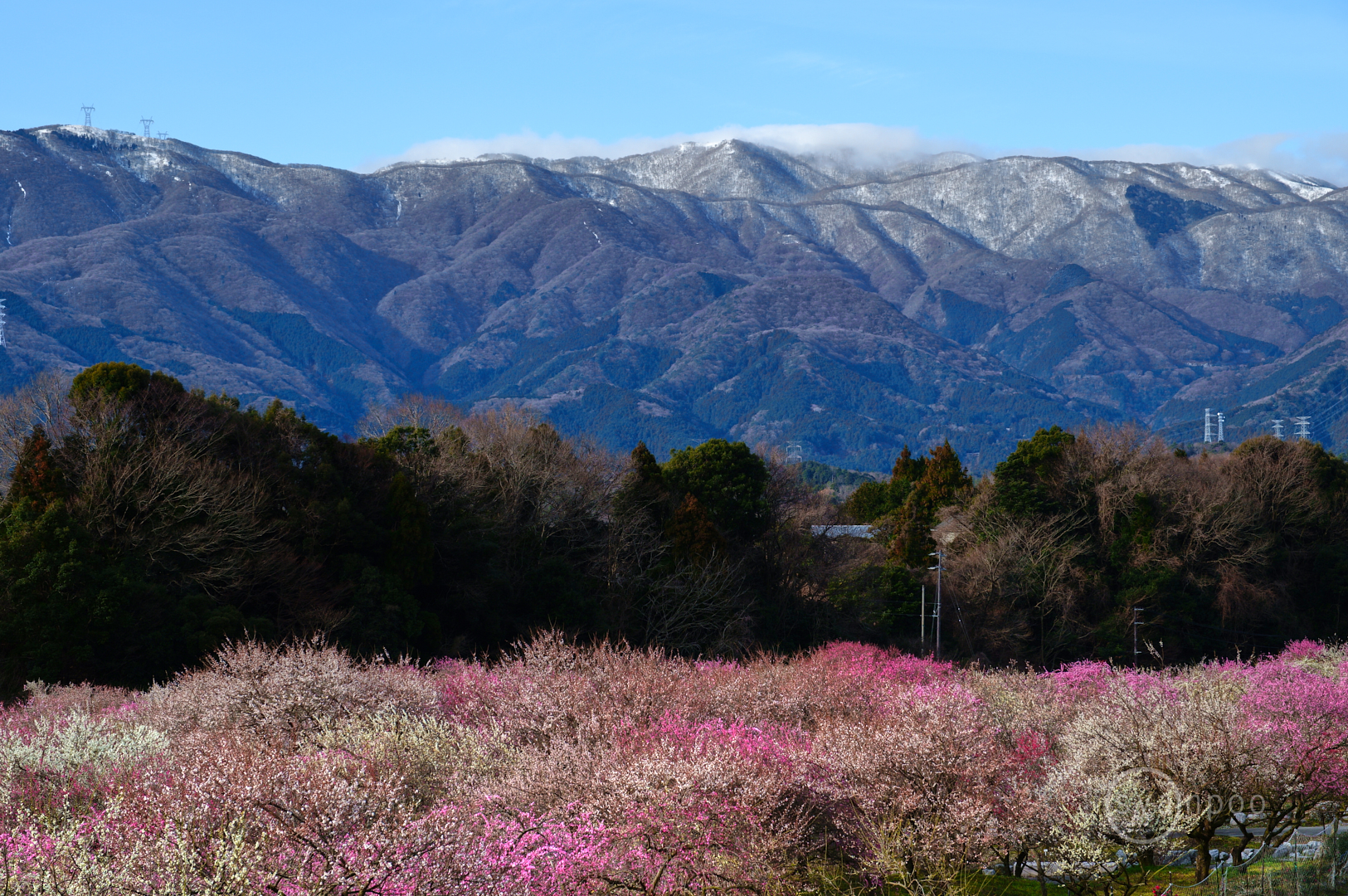 https://www.yaotomi.co.jp/blog/walk/SDIM5377%2C50%20mm%2CF8%2Ciso100%28JPEG%29.jpg