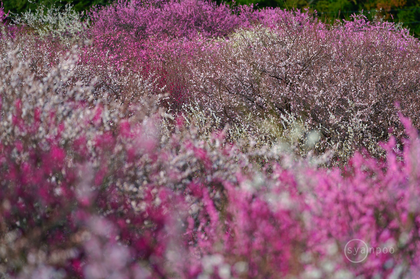 https://www.yaotomi.co.jp/blog/walk/SDIM5384%2C500%20mm%2CF7.1%2Ciso125%28JPEG%29.jpg