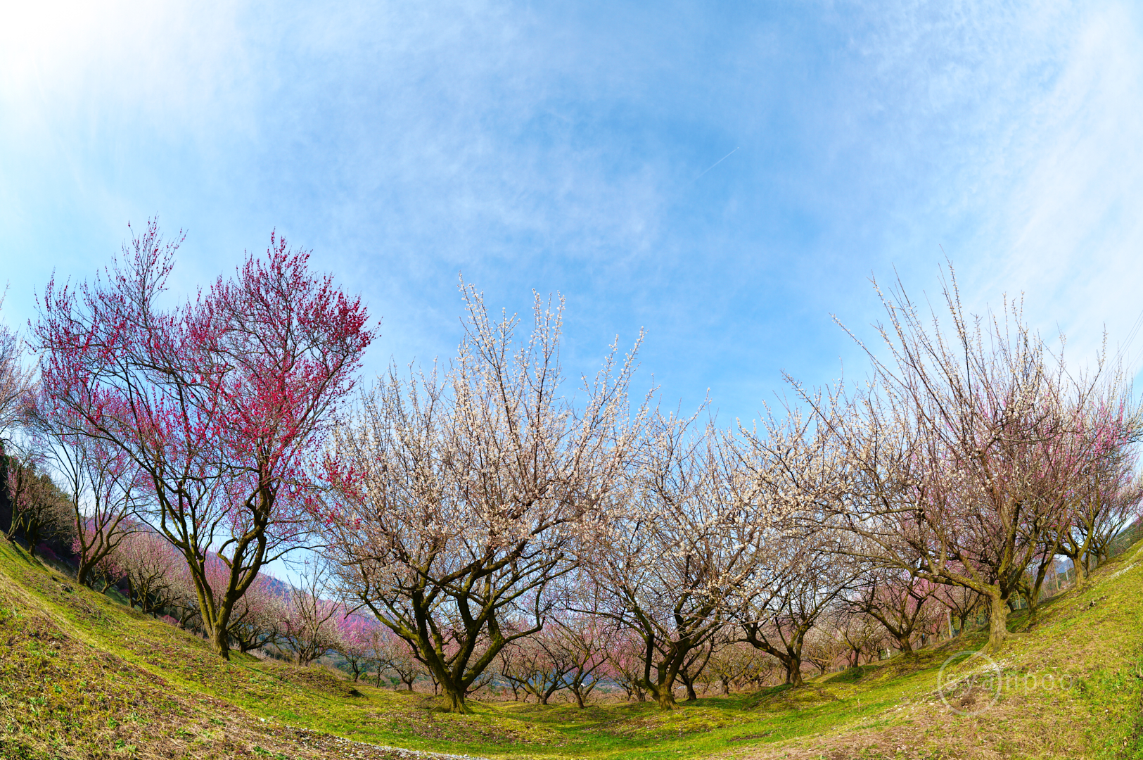 https://www.yaotomi.co.jp/blog/walk/SDIM5416%2C15%20mm%2CF5.6%2Ciso100%28JPEG%29.jpg