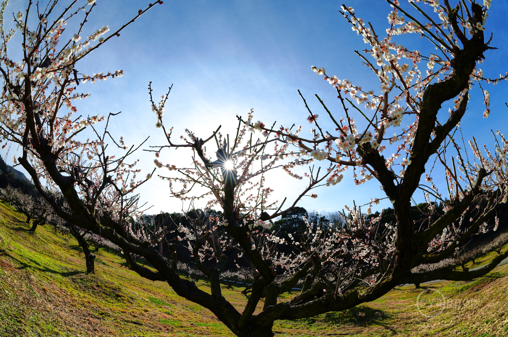 https://www.yaotomi.co.jp/blog/walk/SDIM5460%2C15%20mm%2CF11%2Ciso100%28JPEG%29.jpg