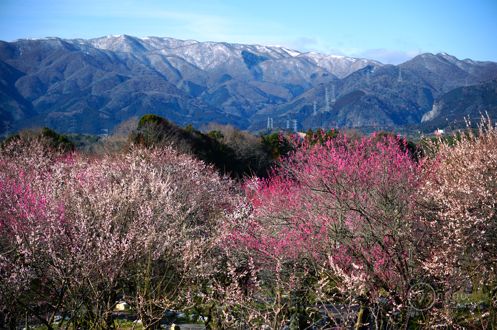 https://www.yaotomi.co.jp/blog/walk/SDIM5487%2C41%20mm%2CF2.8%2Ciso100%28JPEG%29.jpg