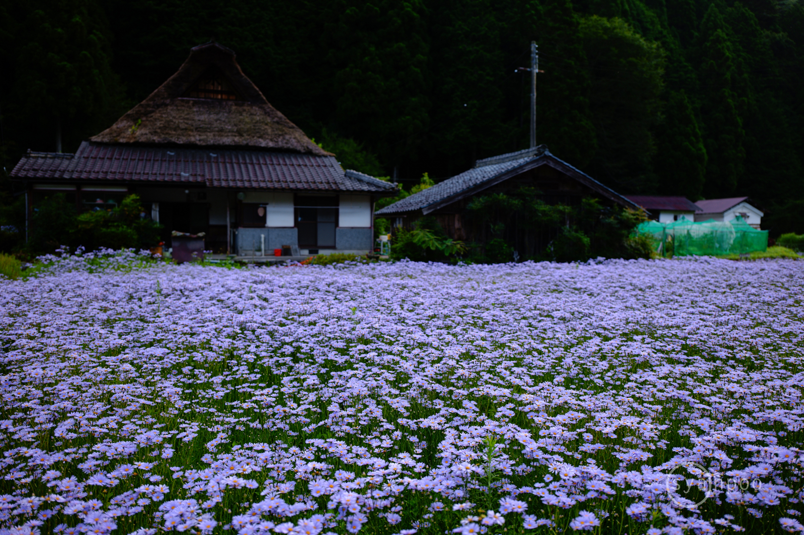 https://www.yaotomi.co.jp/blog/walk/SDIM5620%2C28%20mm%2CF1.8%2Ciso100%28JPEG%29.jpg