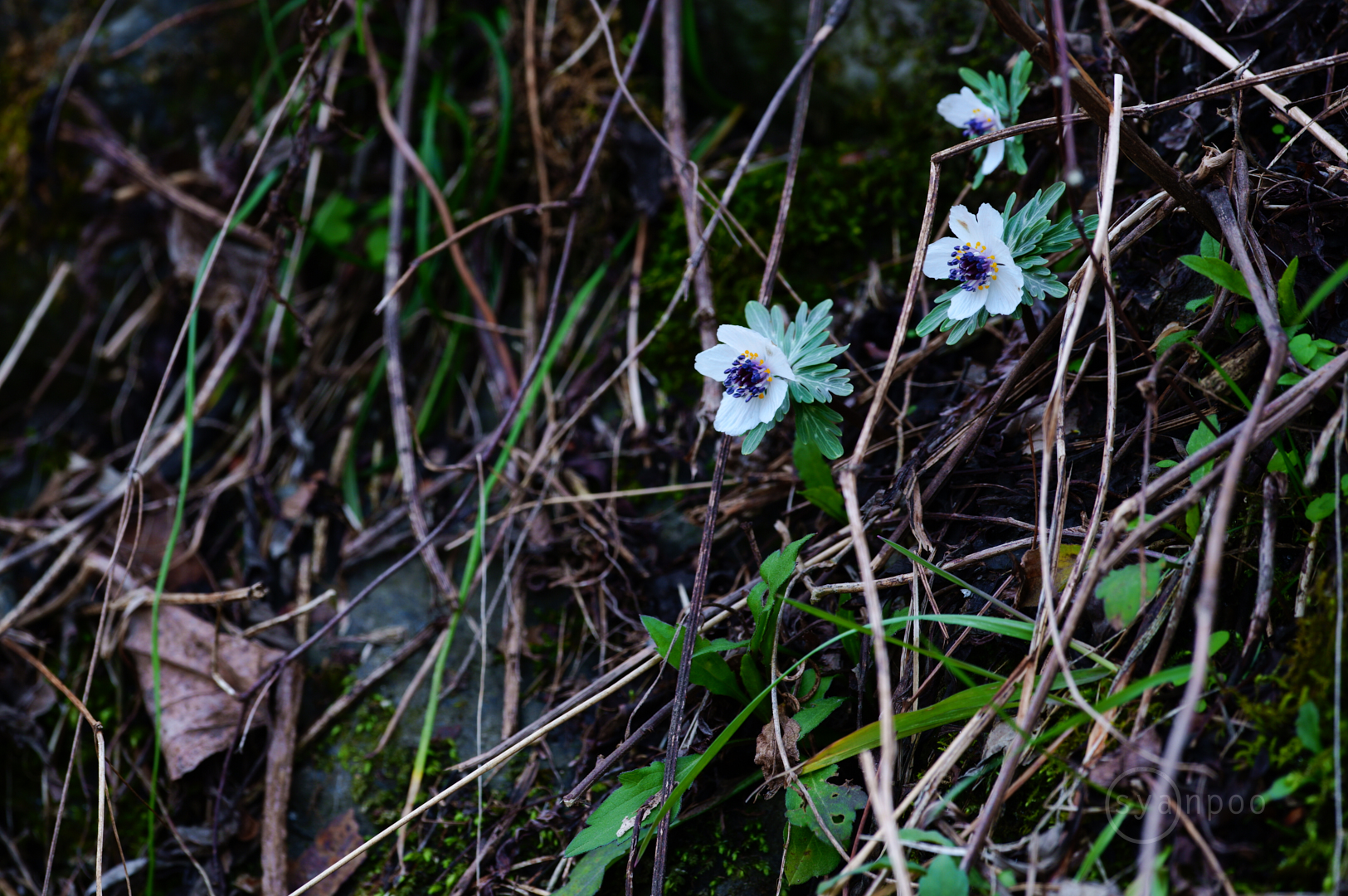 https://www.yaotomi.co.jp/blog/walk/SDIM5653%2C500%20mm%2CF8%2Ciso200%28JPEG%29.jpg