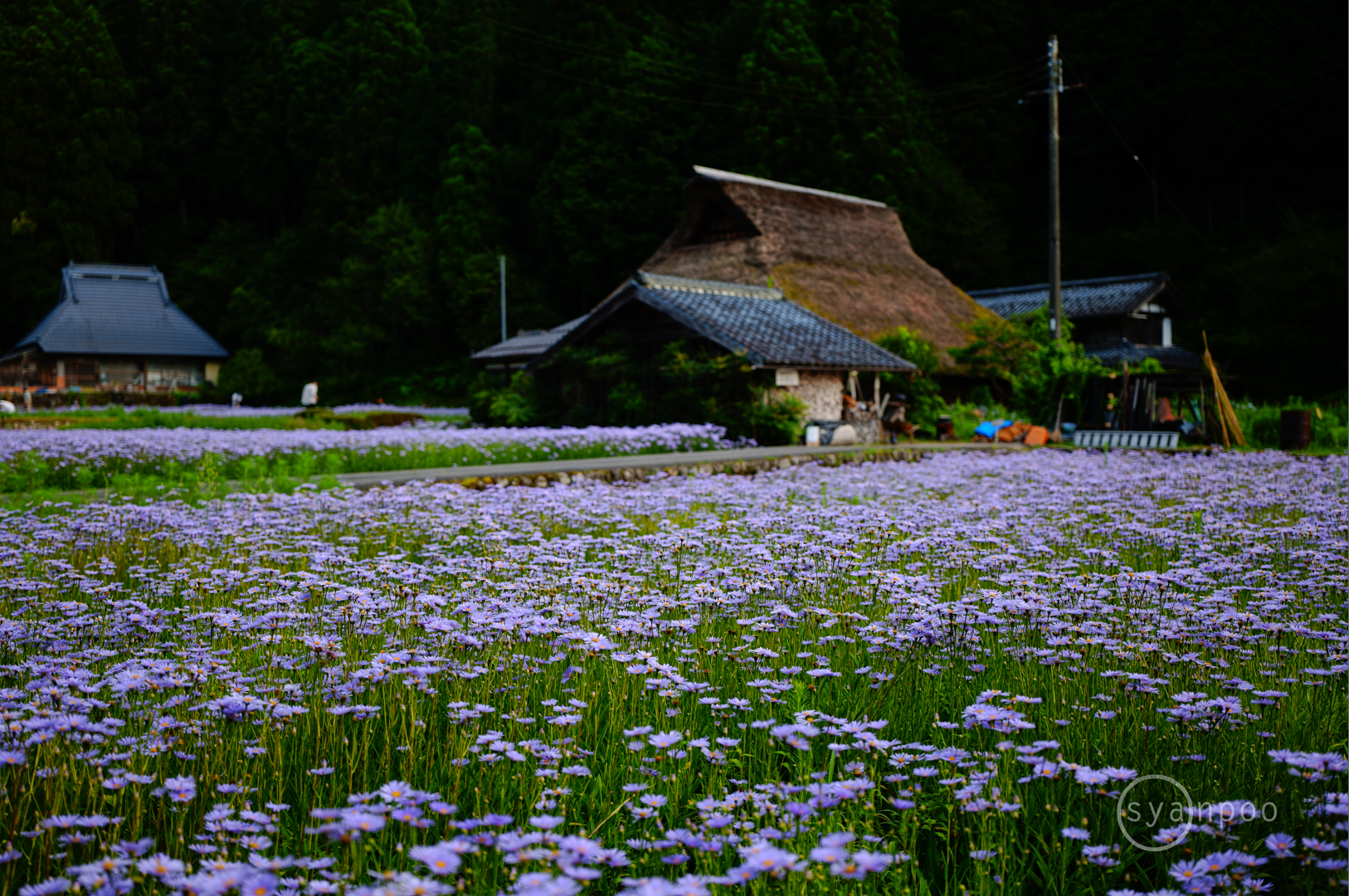 https://www.yaotomi.co.jp/blog/walk/SDIM5731%2C33%20mm%2CF1.8%2Ciso100%28JPEG%29.jpg