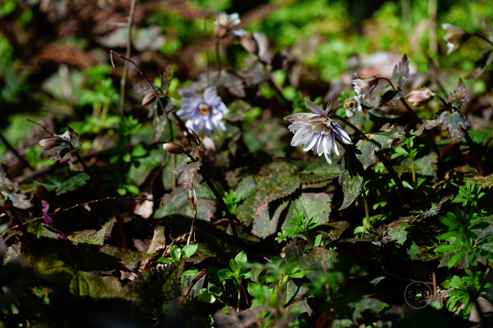 https://www.yaotomi.co.jp/blog/walk/SDIM5794%2C500%20mm%2CF9%2Ciso200%28JPEG%29.jpg