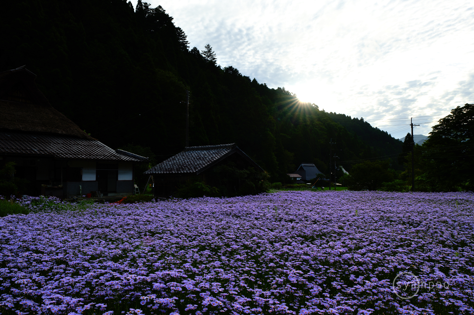 https://www.yaotomi.co.jp/blog/walk/SDIM5829%2C28%20mm%2CF8%2Ciso100%28JPEG%29.jpg