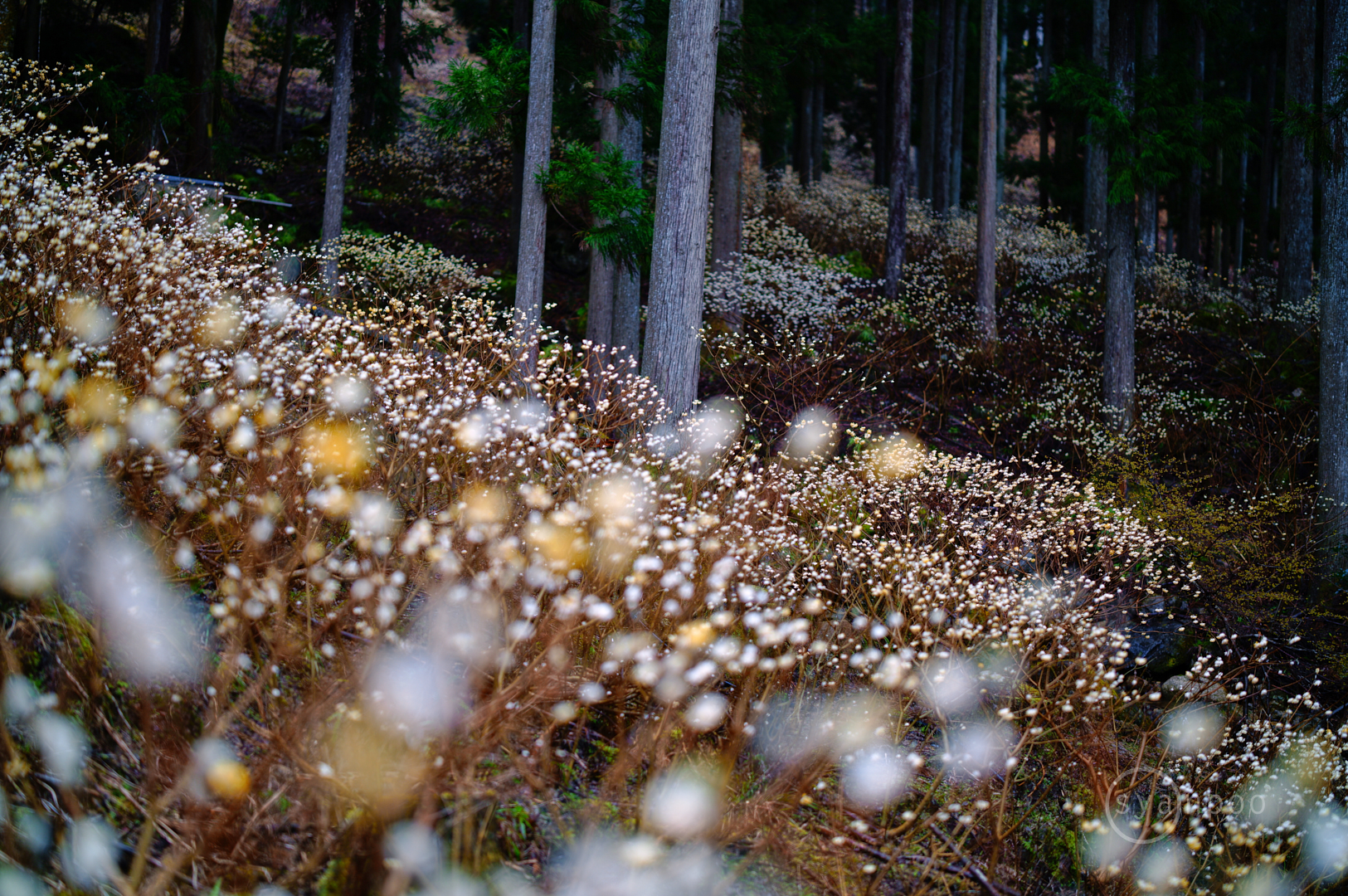 https://www.yaotomi.co.jp/blog/walk/SDIM5894%2C50%20mm%2CF1.2%2Ciso100%28JPEG%29.jpg