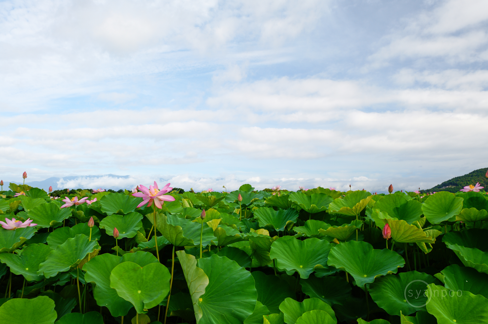 https://www.yaotomi.co.jp/blog/walk/SDIM5956%2C28%20mm%2CF14%2Ciso160%28JPEG%29.jpg