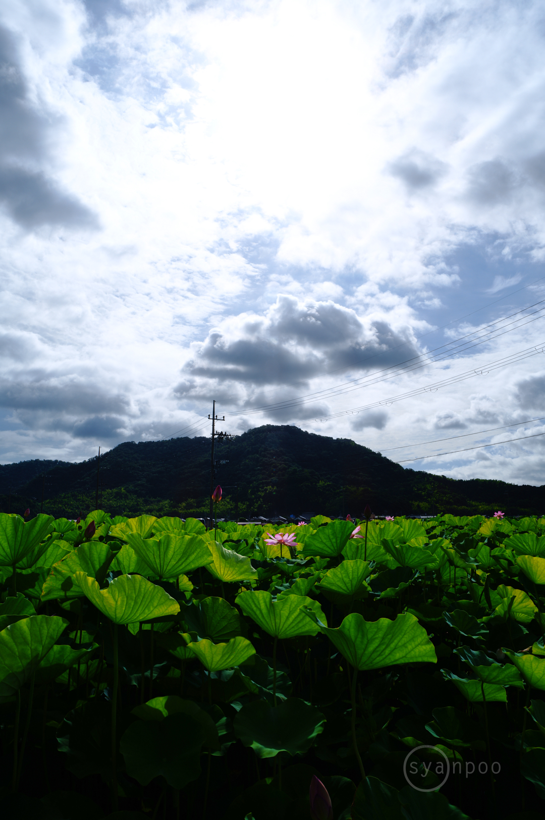 https://www.yaotomi.co.jp/blog/walk/SDIM6007%2C28%20mm%2CF16%2Ciso100%28JPEG%29.jpg