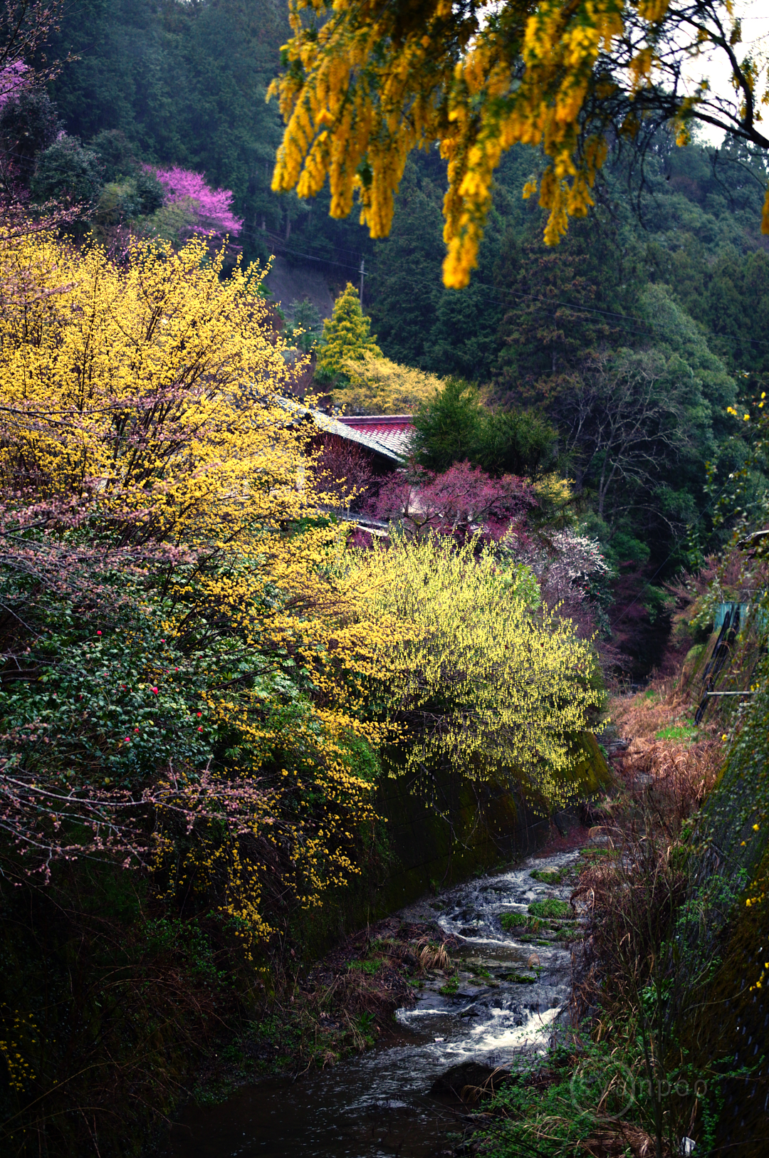 https://www.yaotomi.co.jp/blog/walk/SDIM6032%2C50%20mm%2CF2%2Ciso640%28JPEG%29.jpg