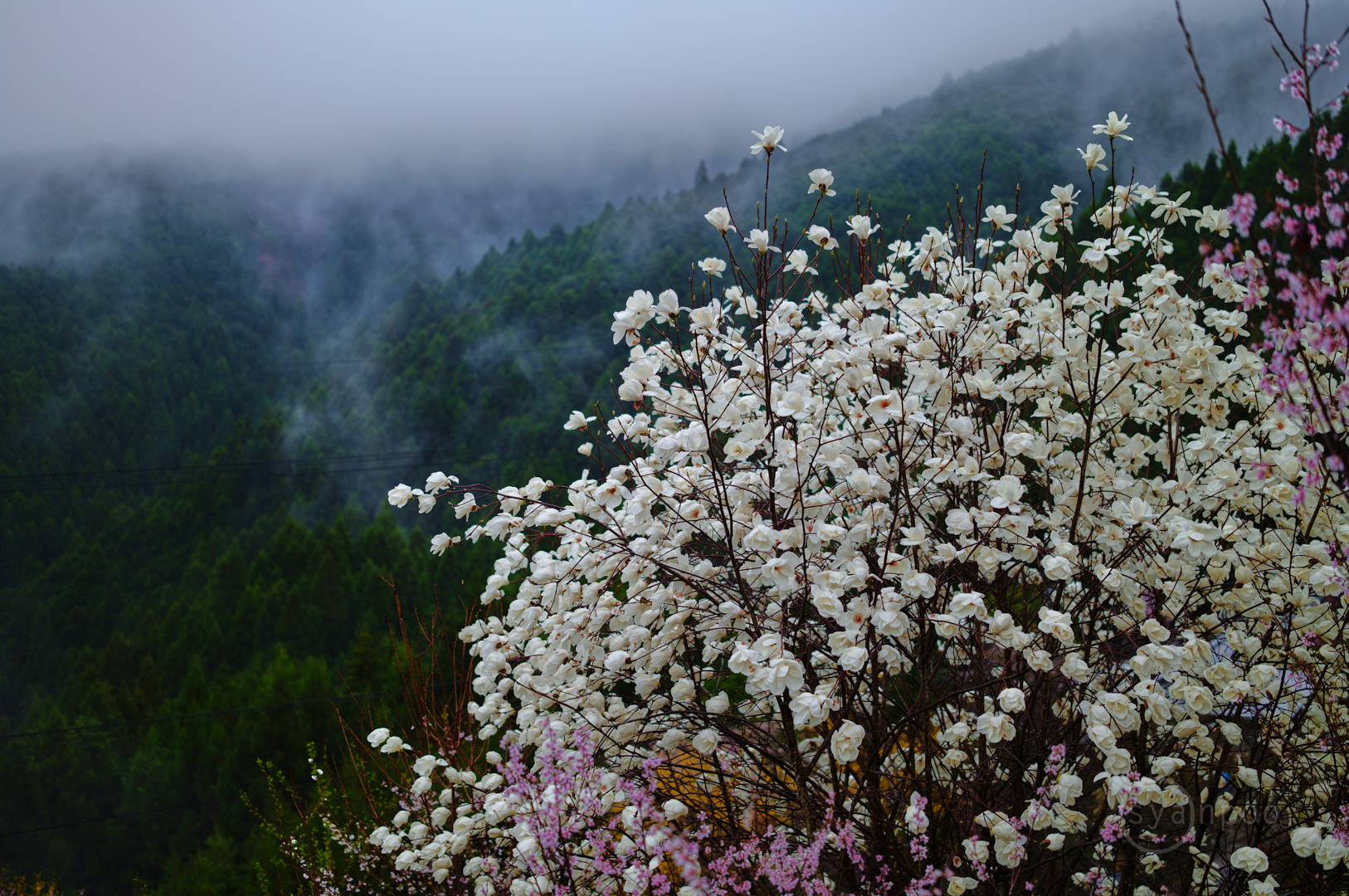 https://www.yaotomi.co.jp/blog/walk/SDIM6043%2C50%20mm%2CF2%2Ciso100%28JPEG%29.jpg