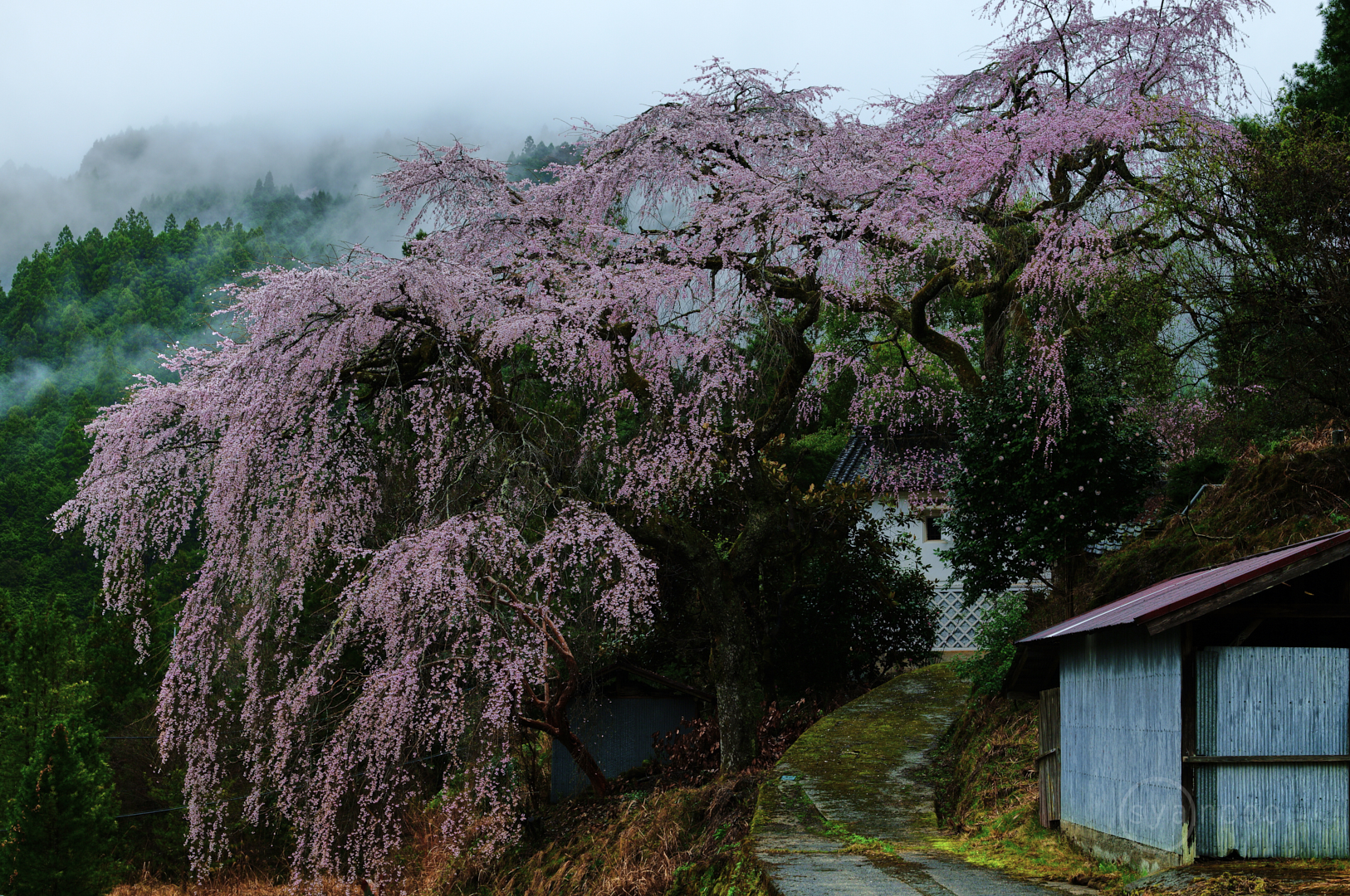 https://www.yaotomi.co.jp/blog/walk/SDIM6276%2C50%20mm%2CF7.1%2Ciso200%28JPEG%29.jpg