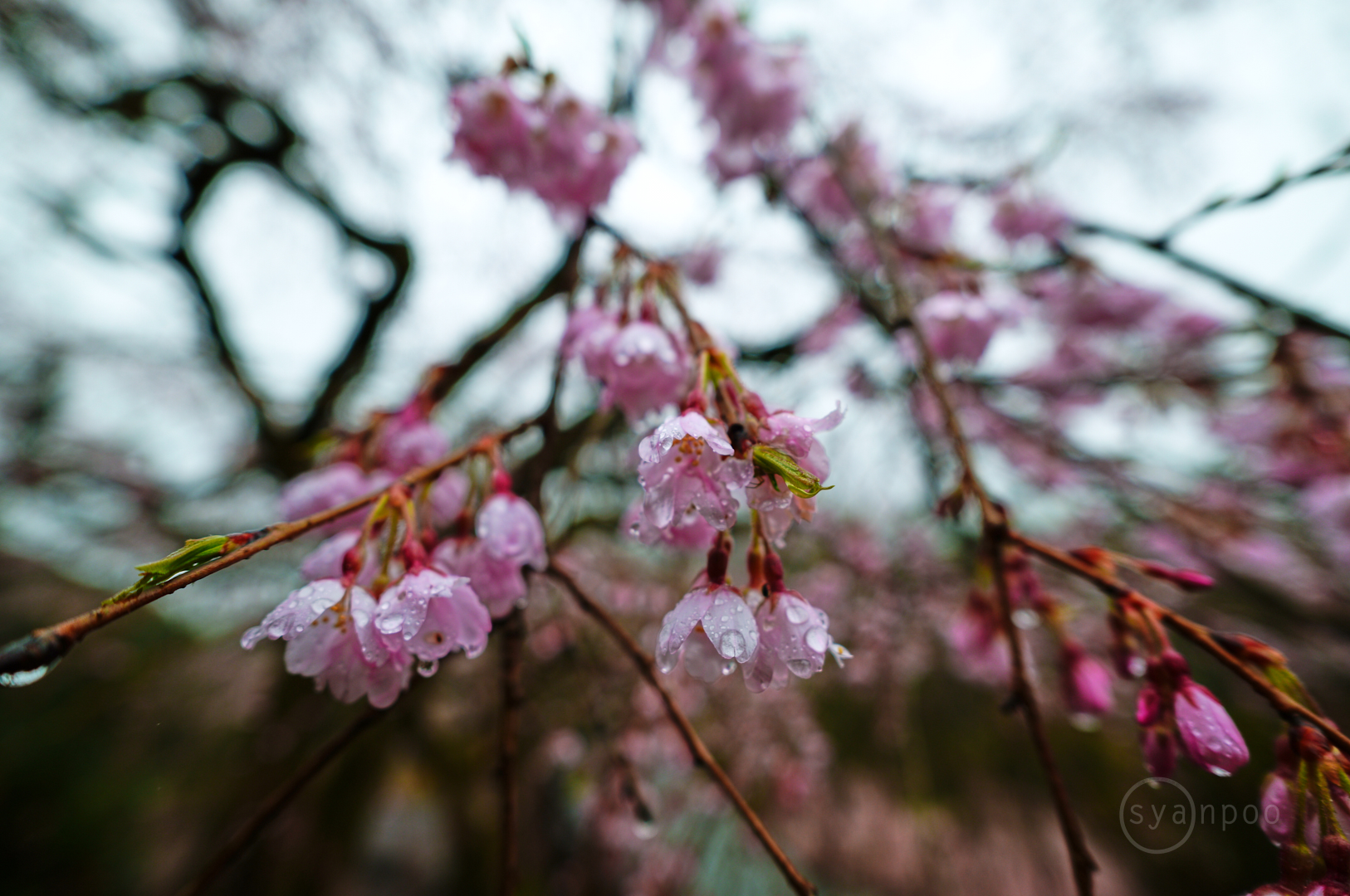 https://www.yaotomi.co.jp/blog/walk/SDIM6369%2C17%20mm%2CF4%2Ciso100%28JPEG%29.jpg