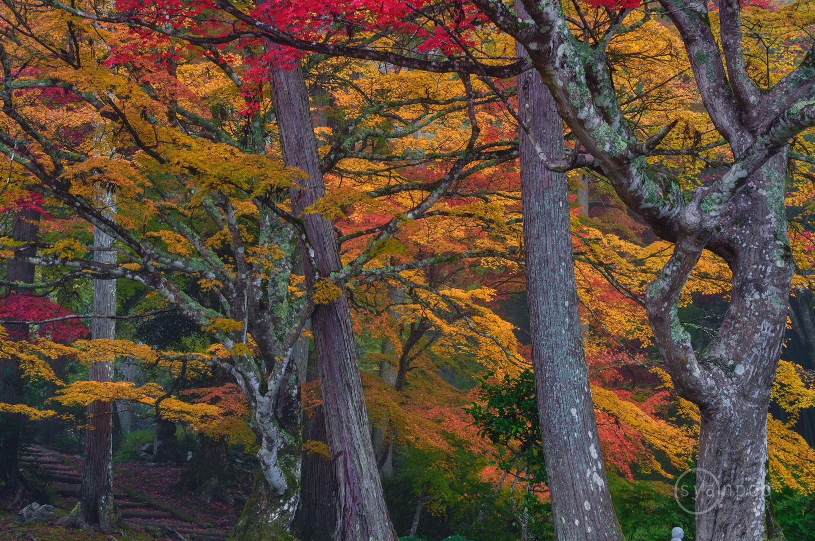 https://www.yaotomi.co.jp/blog/walk/SDIM6406%2C75%20mm%2CF10%2Ciso1600%28JPEG%29.jpg