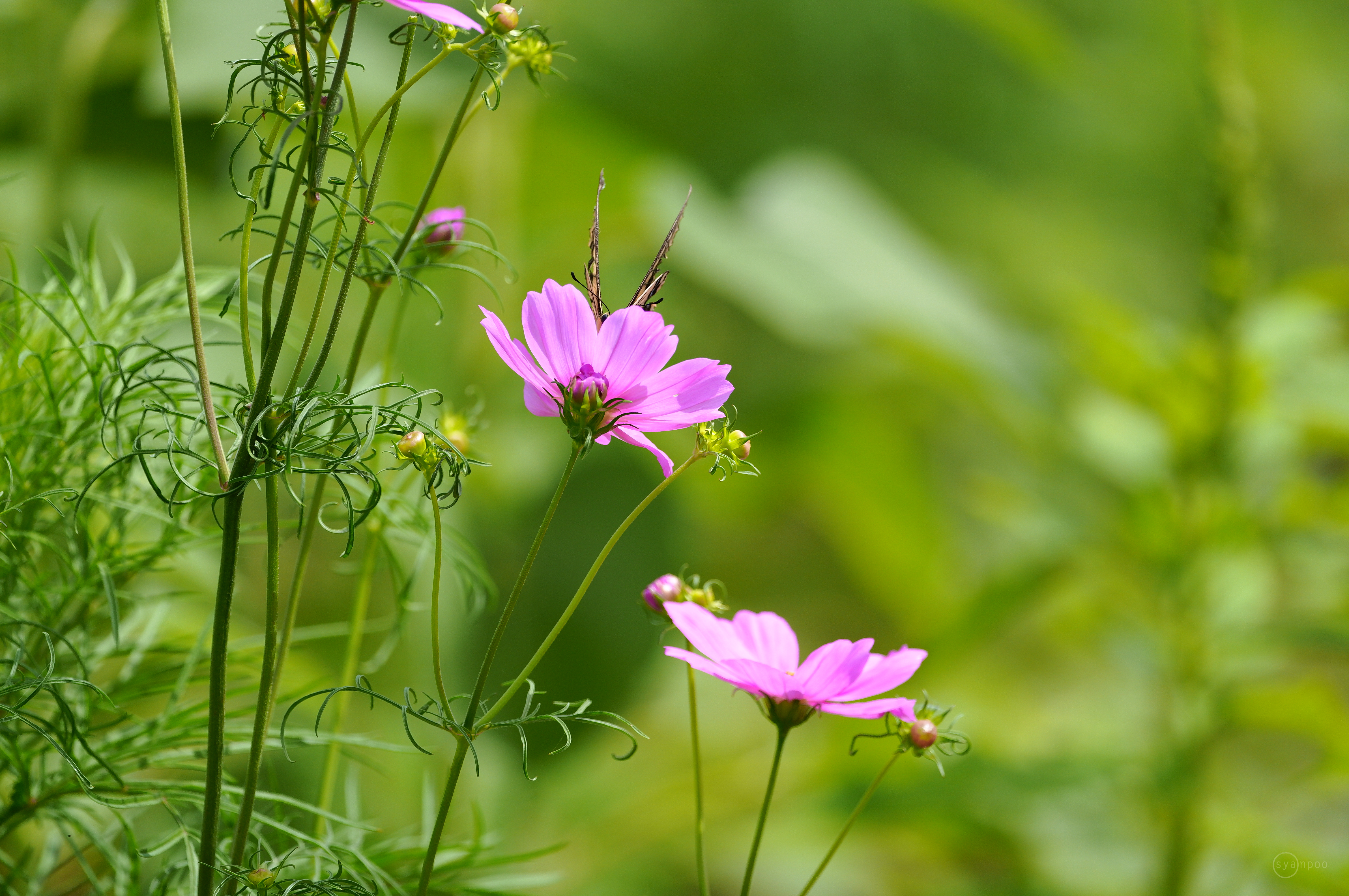 https://www.yaotomi.co.jp/blog/walk/SDIM6472%2C500%20mm%2CF5.6%2Ciso400%28JPEG%29%201.jpg