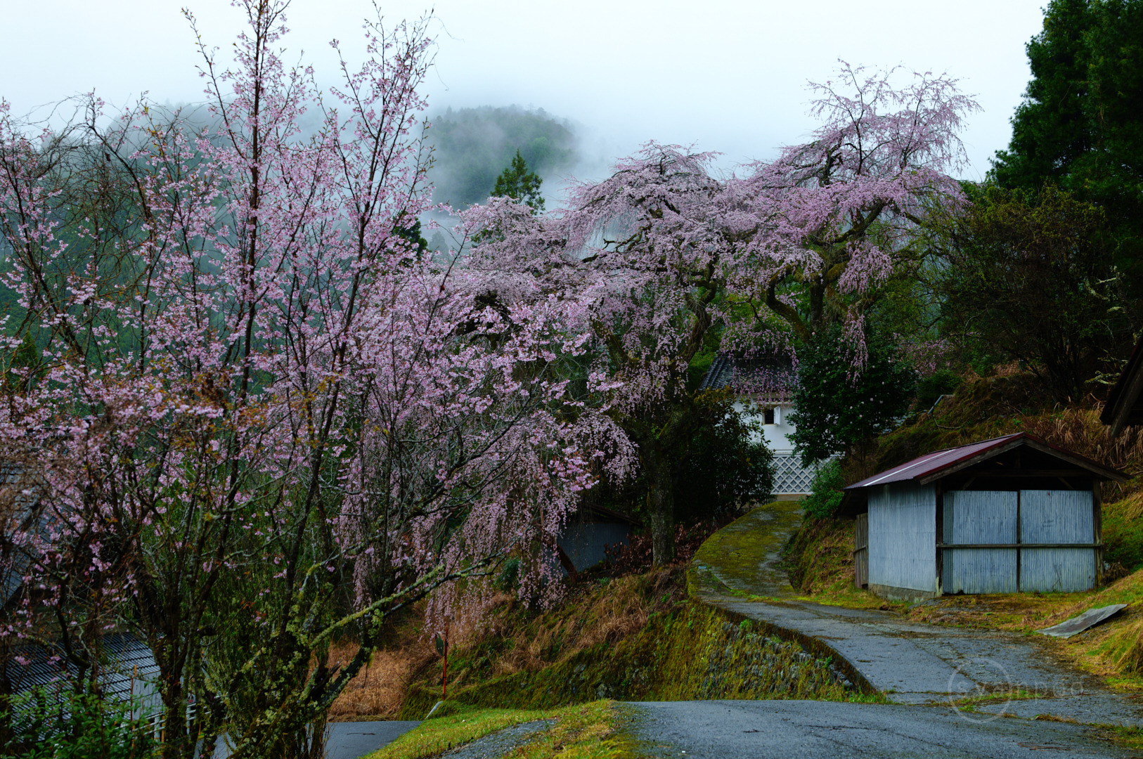 https://www.yaotomi.co.jp/blog/walk/SDIM6491%2C50%20mm%2CF5%2Ciso160%28JPEG%29.jpg