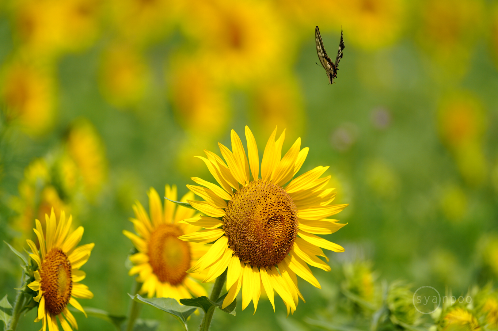 https://www.yaotomi.co.jp/blog/walk/SDIM6514%2C500%20mm%2CF5.6%2Ciso400%28JPEG%29.jpg