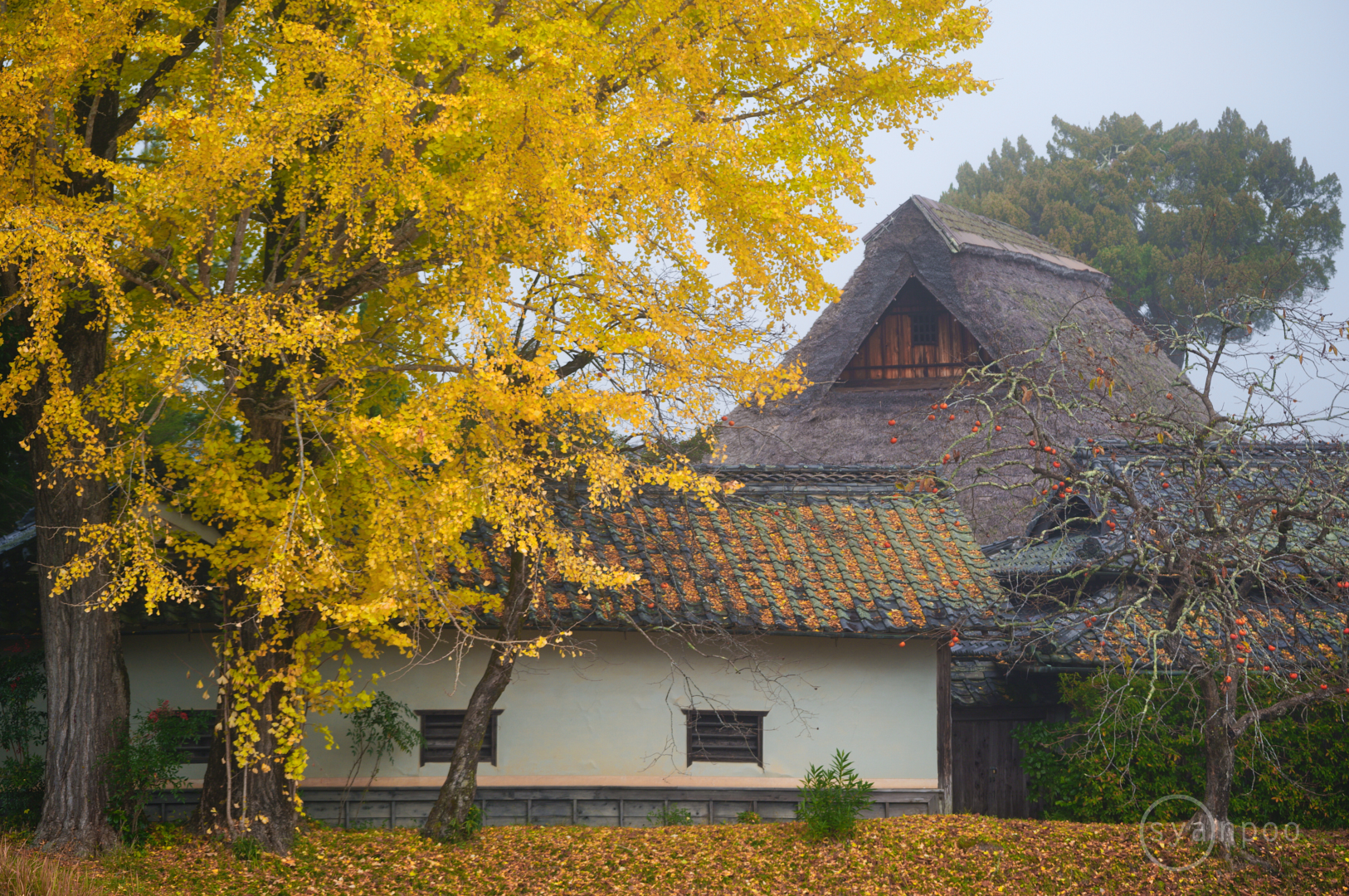 https://www.yaotomi.co.jp/blog/walk/SDIM6747%2C114%20mm%2CF2.8%2Ciso100%28JPEG%29.jpg