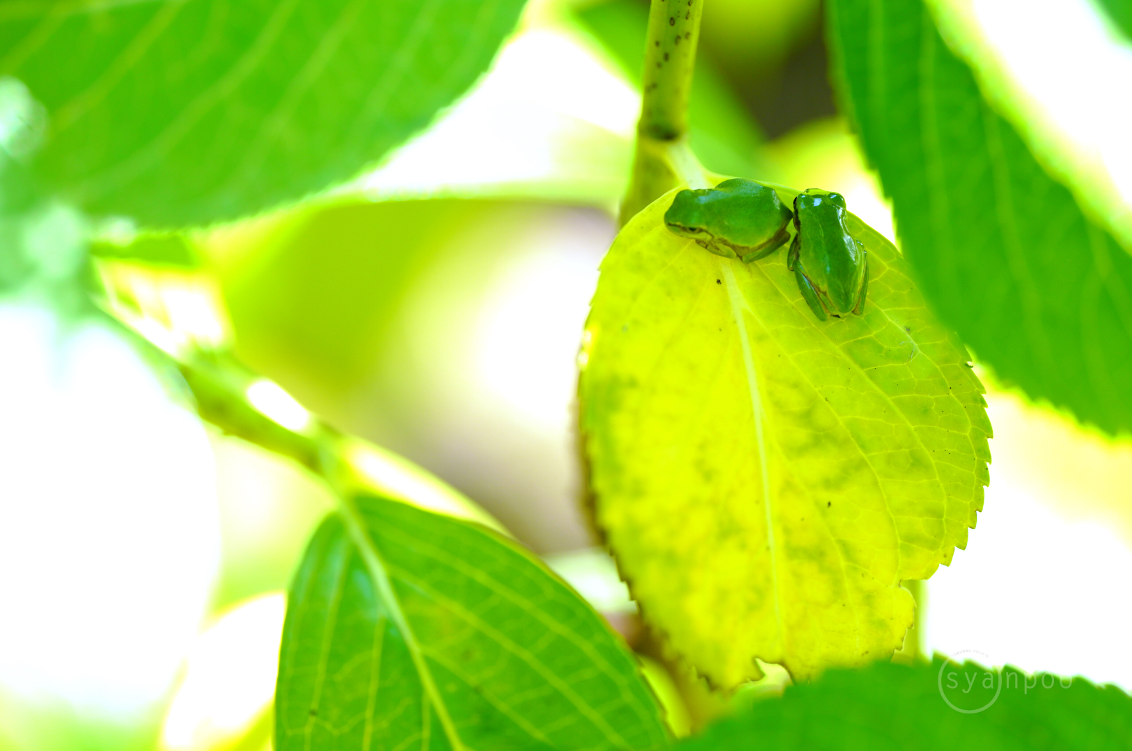 https://www.yaotomi.co.jp/blog/walk/SDIM6756%2C105%20mm%2CF3.2%2Ciso800%28JPEG%29.jpg