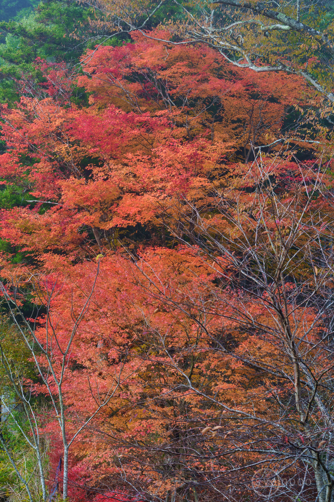 https://www.yaotomi.co.jp/blog/walk/SDIM6813%2C70%20mm%2CF5.6%2Ciso160%28JPEG%29.jpg