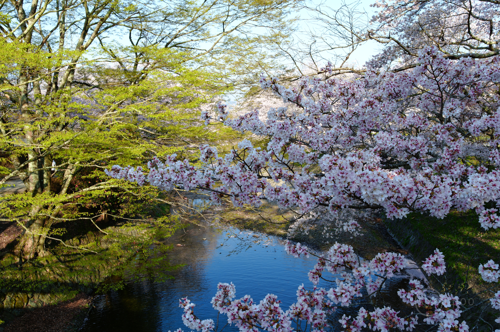 https://www.yaotomi.co.jp/blog/walk/SDIM7717%2C23%20mm%2CF13%2Ciso100%28JPEG%29.jpg