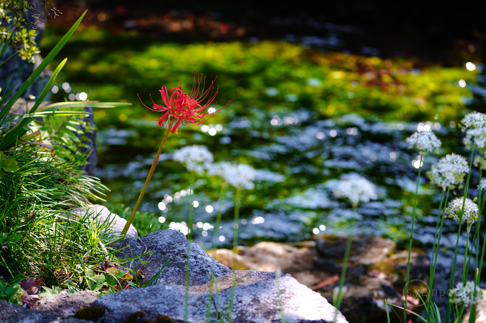 https://www.yaotomi.co.jp/blog/walk/SDIM7825%2C131%20mm%2CF5.2%2Ciso800%28JPEG%29.jpg